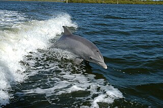 A dolphin